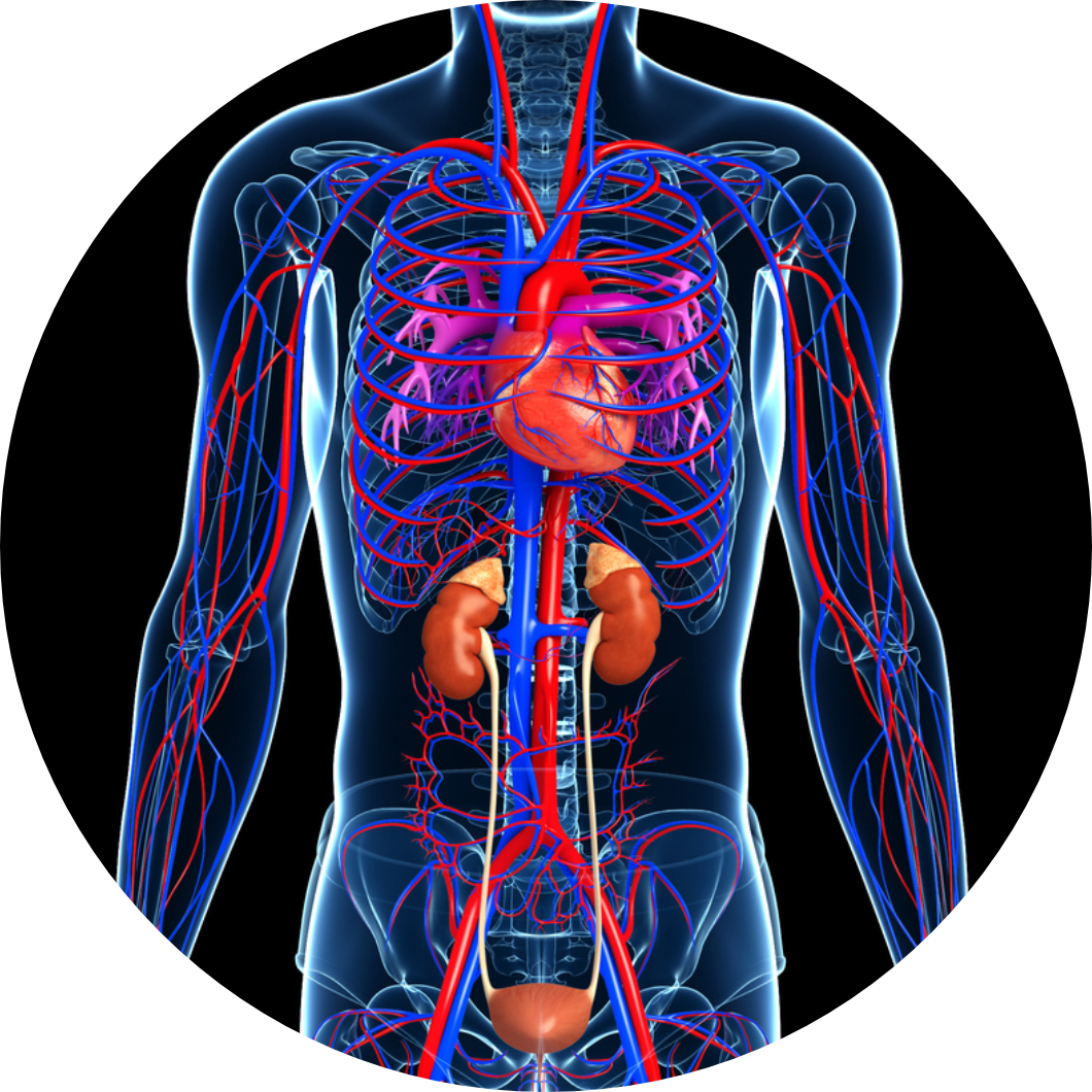 Diagram of circulatory system